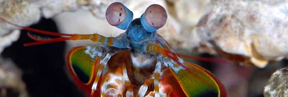 Los ojos de los camarones mantis son los m&aacute;s complejos conocidos por la ciencia