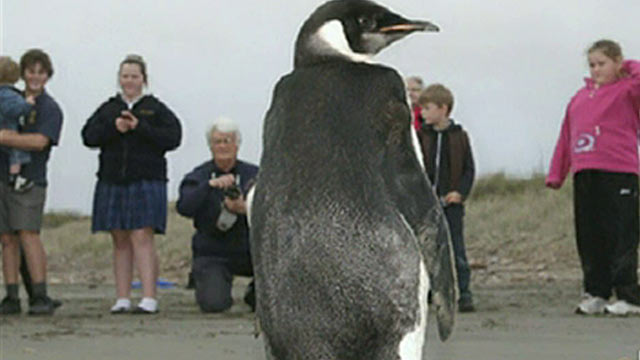 La odisea del ping&uuml;ino viajero, de la Ant&aacute;rtida a Nueva Zelanda