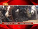 Ir al Video&nbsp;On Off: Un juego muy animal