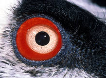 El ojo de un quebranta huesos