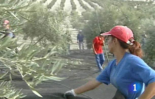 Ver v&iacute;deo  'El olivar, en quiebra t&eacute;cnica'