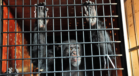 Omega, un chimpanc&eacute; de 12 a&ntilde;os, transportado en una jaula