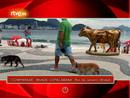 Ir al Video&nbsp;On Off: La Cowparade invade Copacabana
