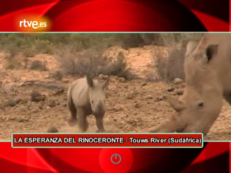 Ir al Video&nbsp;On Off: La esperanza de los rinocerontes