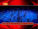 Ir al Video&nbsp;On Off: Gymnaestrada, la elite de la gimnasia
