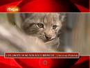 Ir al Video&nbsp;On Off: Linces en Polonia