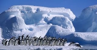 Ver v&iacute;deo  'On Off: Los ping&uuml;inos frente al deshielo'