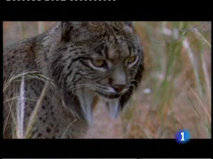Ver v&iacute;deo  'La ONU recuerda en todo el mundo que la biodiversidad est&aacute; en peligro'