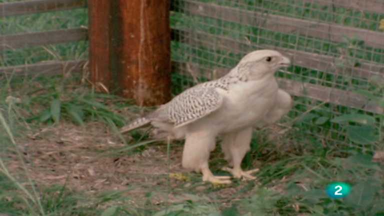 El hombre y la Tierra (Serie canadiense) - Operaci&oacute;n peregrino