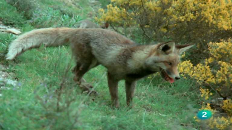 El hombre y la Tierra (Fauna ib&eacute;rica) - Operaci&oacute;n zorro, 2
