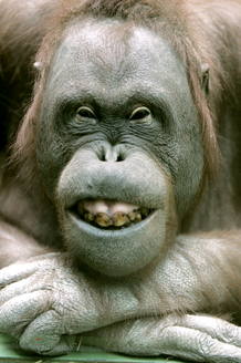 Un orangut&aacute;n posando como un modelo profesional