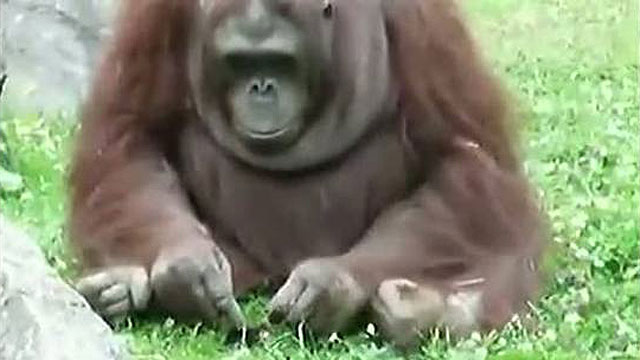 Un orangut�n salva a un pajarillo de morir ahogado