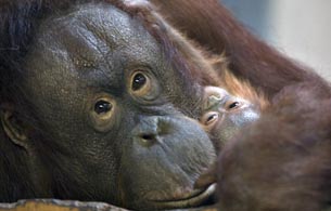 Ver v&iacute;deo  'Los orangutanes podr&iacute;an extinguirse'