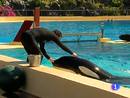 Ir al Video&nbsp;Una orca encontrada herida hace un a&ntilde;o en Holanda, trasladada al Loro Parque de Tenerife