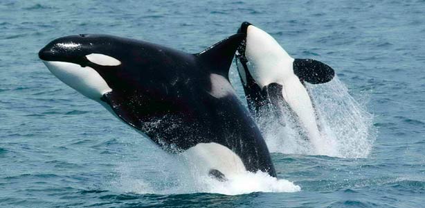 Las orcas son los mayores depredadores del planeta