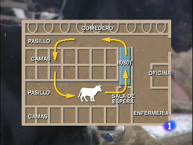 Un sistema permite el orde&ntilde;o autom&aacute;tico de vacas
