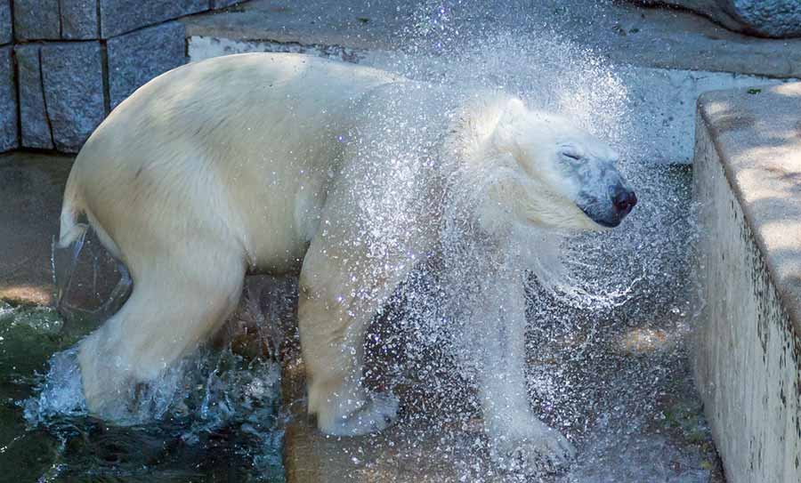 Osa polar refrescándose