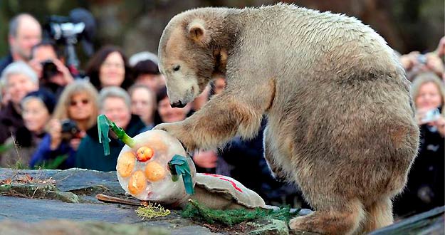 El osito Knut se queda sin casa al hacerse mayor