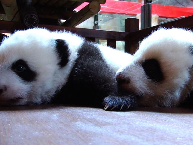 Los ositos pandas madrile&ntilde;os se mudan