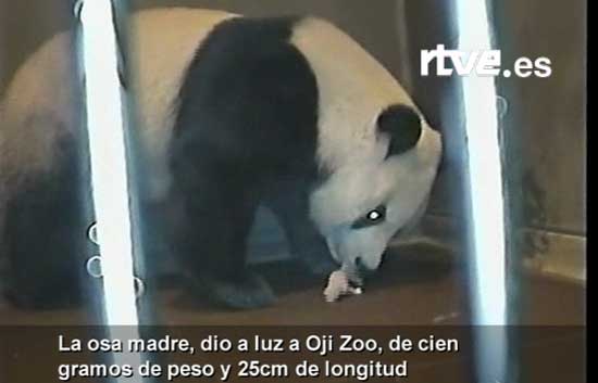 Nace en Jap&oacute;n un panda gigante concebido artificialmente