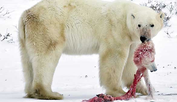 Según estos activistas, el cambio climático estaría arrastrando a la especie al canibalismo. Sin embargo, el verdadero motivo que empuja a los osos polares macho a devorar a sus crías es otro. Según estos activistas, el cambio climático estaría arrastrando a la especie al canibalismo. Sin embargo, el verdadero motivo que empuja a los osos polares macho a devorar a sus crías es otro.