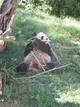 El oso panda Bing Xing come bamb&uacute; en el zoo de Madrid