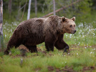 El oso pardo cambia sus h�bitos para huir del hombre