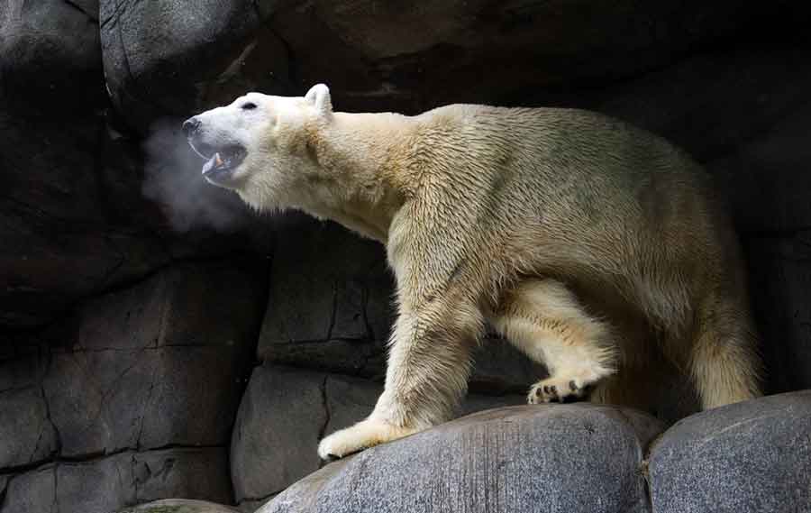 Oso polar en Alemania