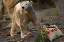 El oso polar "Knut" recibe una tarta helada hecha con su comida favorita