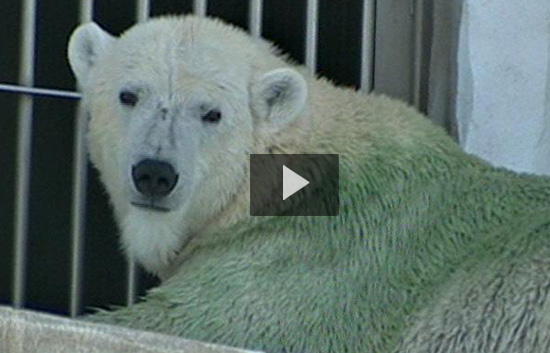 Un oso polar...verde