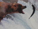 Osos cazando en Canad&aacute;