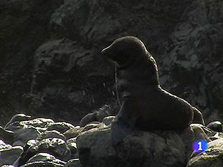 Ver v&iacute;deo  'Osos marinos en el D&iacute;a de la Biodiversidad'