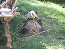Los osos panda pasan casi todo el d&iacute;a comiendo y aguantan horas en la misma posici&oacute;n