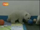 Ir al Video&nbsp;Osos polares gemelos en China