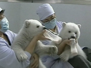 Osos polares gemelos en China