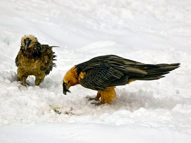 Informe Semanal - El p&aacute;jaro de barro regresa a los picos