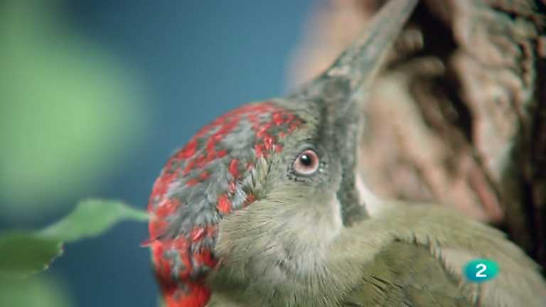 El hombre y la Tierra (Fauna ib&eacute;rica) - Los p&aacute;jaros carpinteros 1