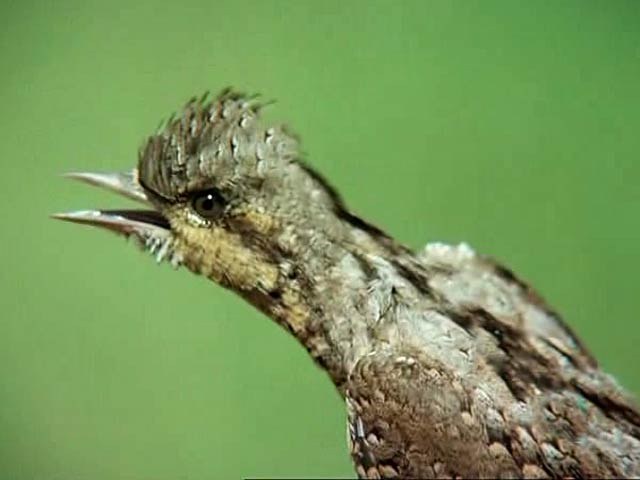 El hombre y la tierra - Los p&aacute;jaros carpinteros - Segunda parte