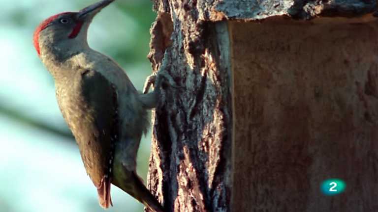 El hombre y la Tierra (Fauna ib&eacute;rica) - P&aacute;jaros carpinteros 2
