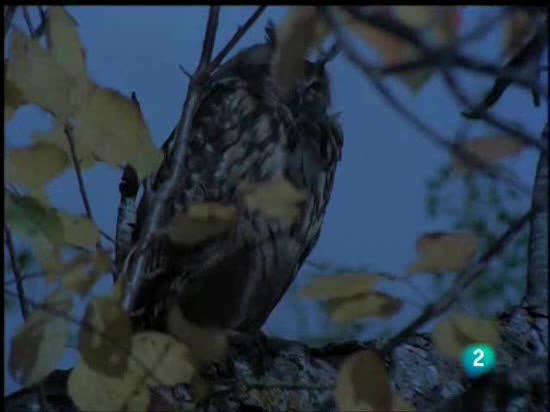 El hombre y la tierra - Los p&aacute;jaros de la noche espa&ntilde;ola