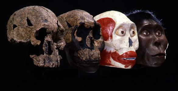 Evolución de las diferentes especies de homínidos junto a la reconstrucción del cráneo KNM-ER 1470, encontrado en Kenia en 1972. Evolución de las diferentes especies de homínidos junto a la reconstrucción del cráneo KNM-ER 1470, encontrado en Kenia en 1972.