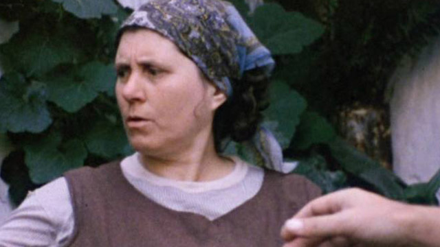 Ra&iacute;ces - El p&aacute;mpano roto