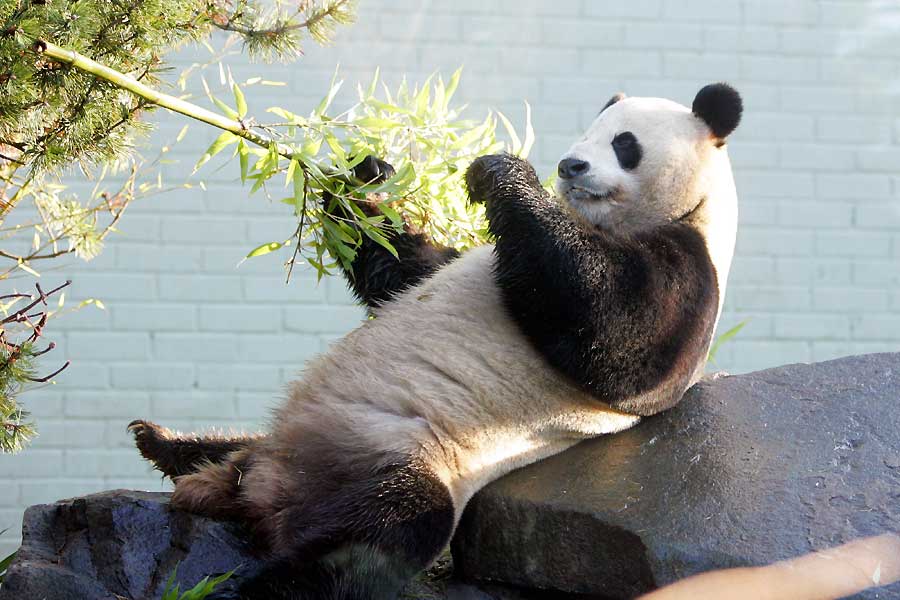 Los pandas de Edimburgo