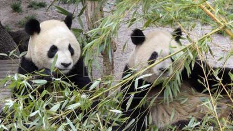 Los pandas del zoo de Madrid ya se encuentran en China