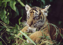 Estudios recientes indican que puede haber tan s&oacute;lo 3.200 tigres (Panthera tigris) en su h&aacute;bitat natural. Los tigres ocupan menos del 7% del territorio original, el cual ha disminuido un 40% durante los &uacute;ltimos 10 a&ntilde;os.La acelerada deforestaci&oacute;n y la