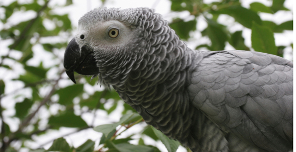 Ejemplar de papagayo gris africano, que según la investigación tiene una pensamiento lógico innato Ejemplar de papagayo gris africano, que según la investigación tiene una pensamiento lógico innato
