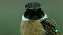 Ir al Video&nbsp;Para todos La 2 - ONG - SEO/Bird Life