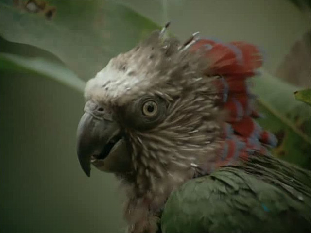 El hombre y la tierra - El para&iacute;so de las aves