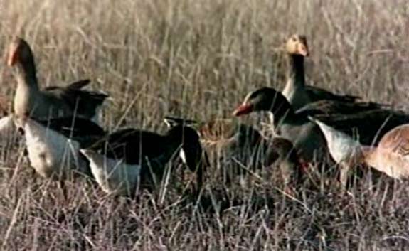 El hombre y la tierra - El Parque Nacional de Do&ntilde;ana. El para&iacute;so de las garzas