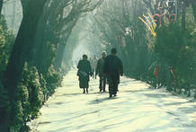 Parque Cismigiu en invierno